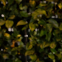 business man portrait smiling